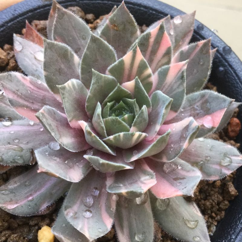 センペルビウム 輸入 レア‼️ Yellow Citrin センペルビウムの種類図鑑