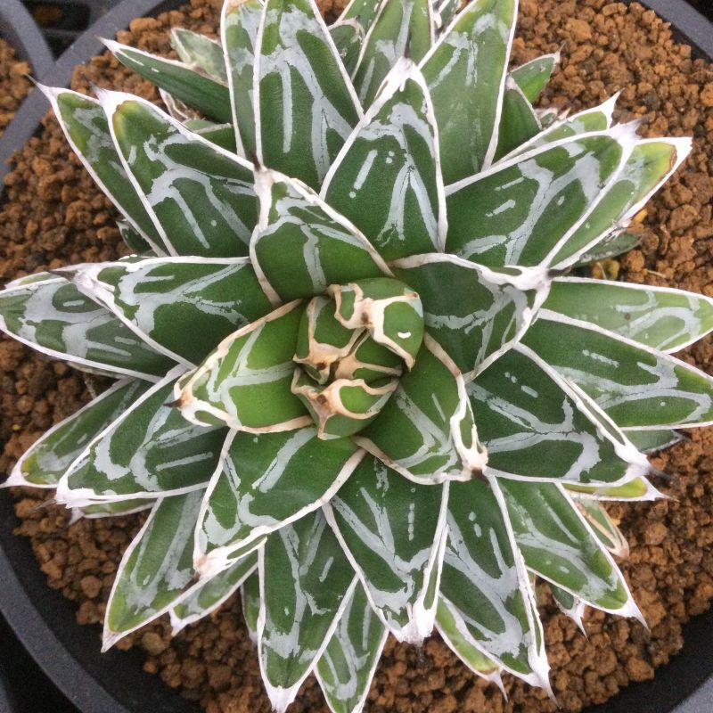 Agave victoriae-reginae '姫笹の雪' 良型タイプ (k-01) - M's plants