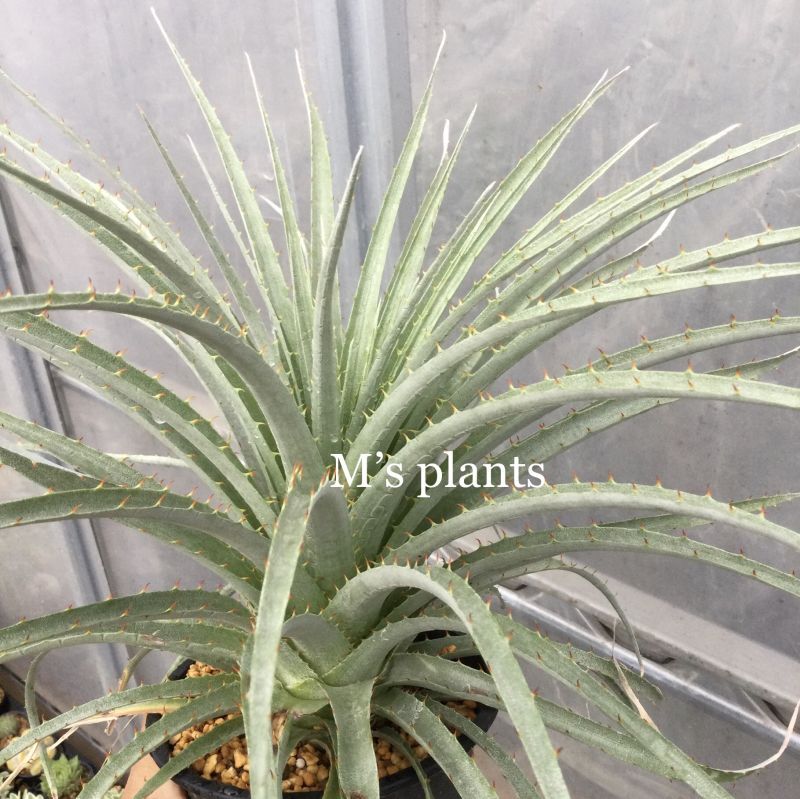 プヤ コエルレア(セルーレア) v.ビオラセア - M's plants