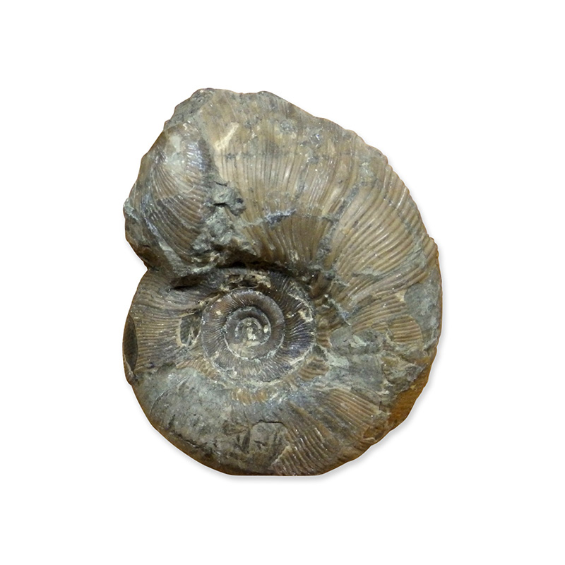 ユーボストリコセラス・ムラモトイ ｜ むかわ町 恐竜ワールド 【公式