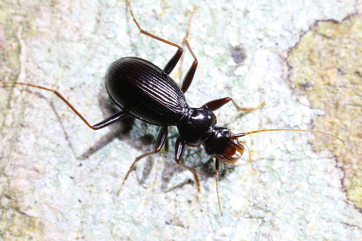 クロキノカワゴミムシ