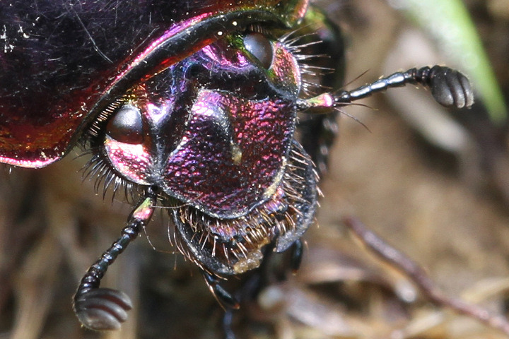 オオセンチコガネ