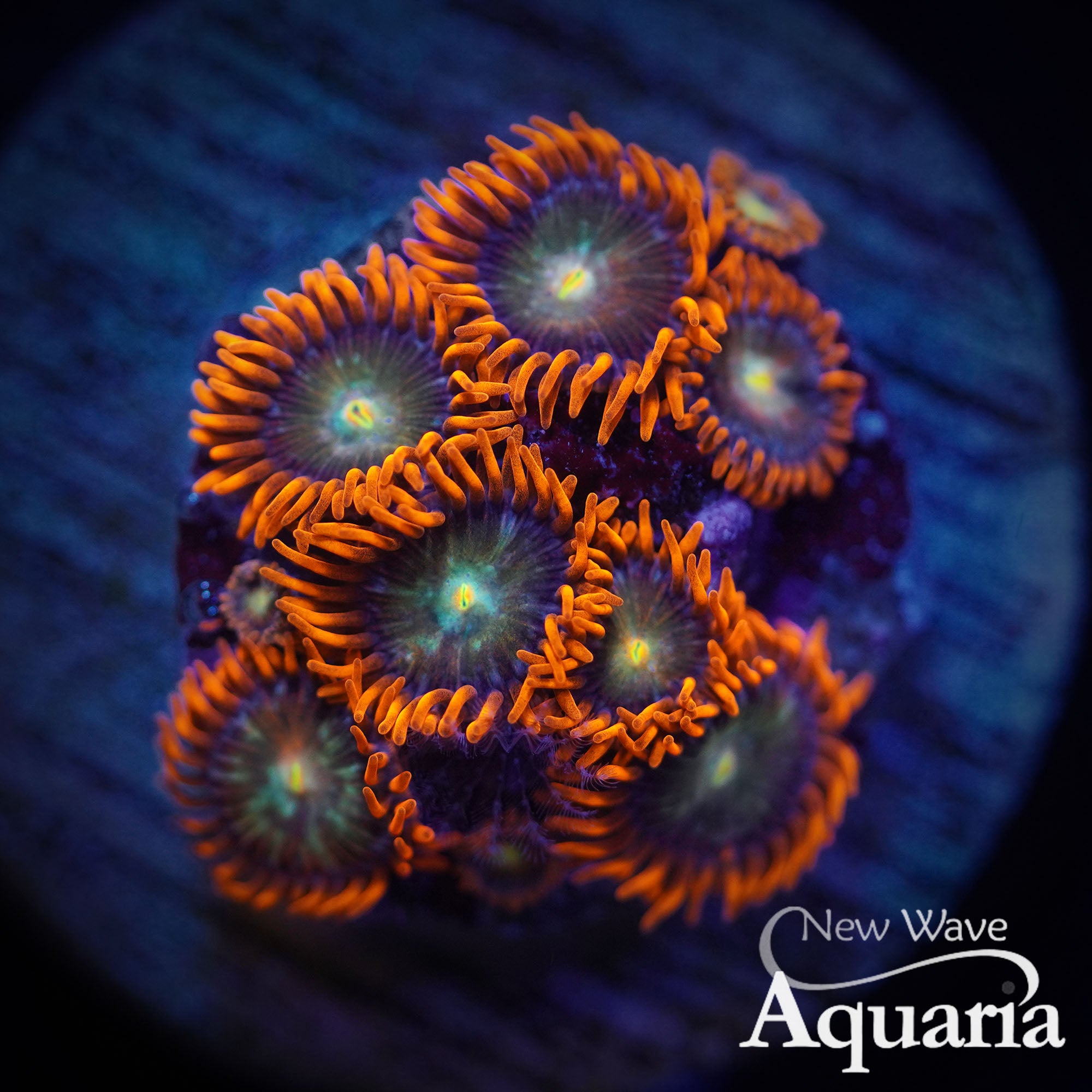 399: Lorax Zoa – New Wave Aquaria