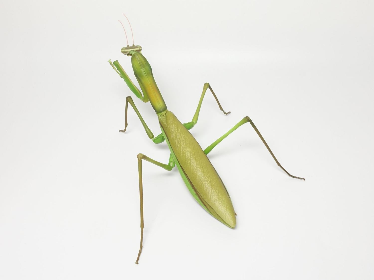 バンダイ いきもの大図鑑アドバンス オオカマキリとショウリョウバッタ