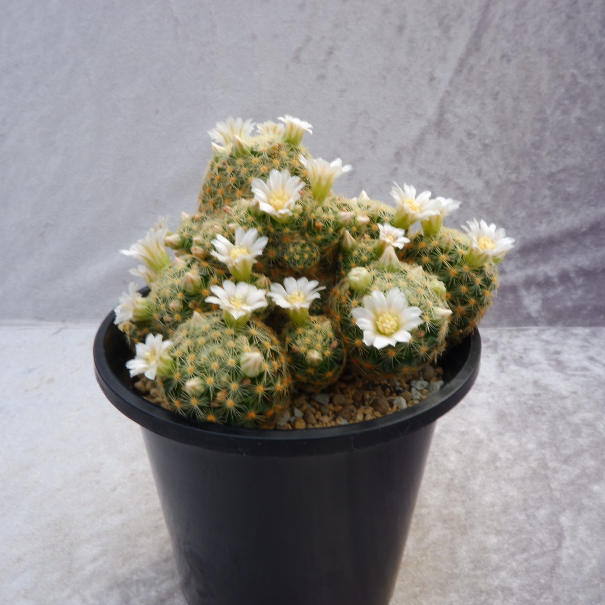 商品詳細 - 信州西沢サボテン園