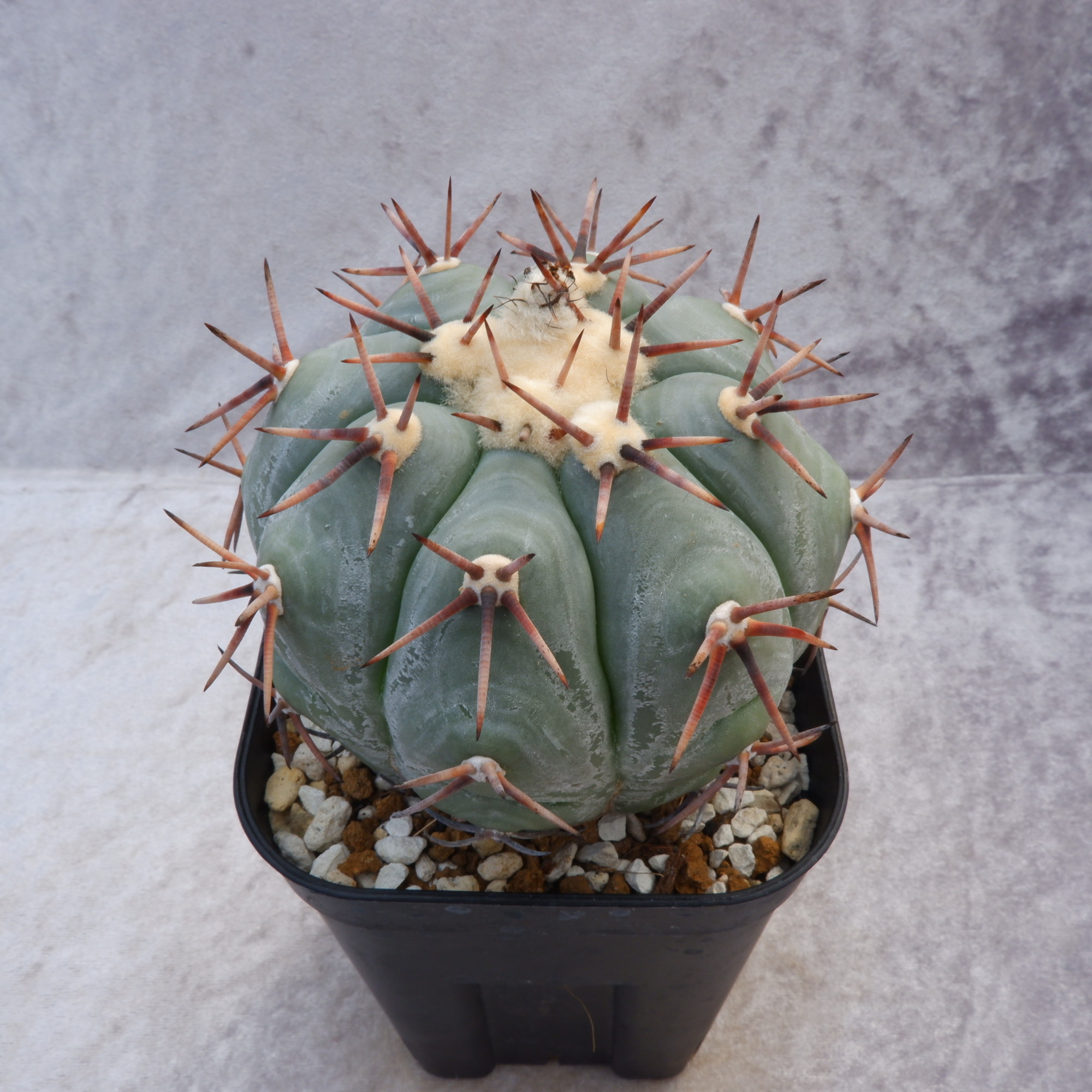 商品詳細 - 信州西沢サボテン園