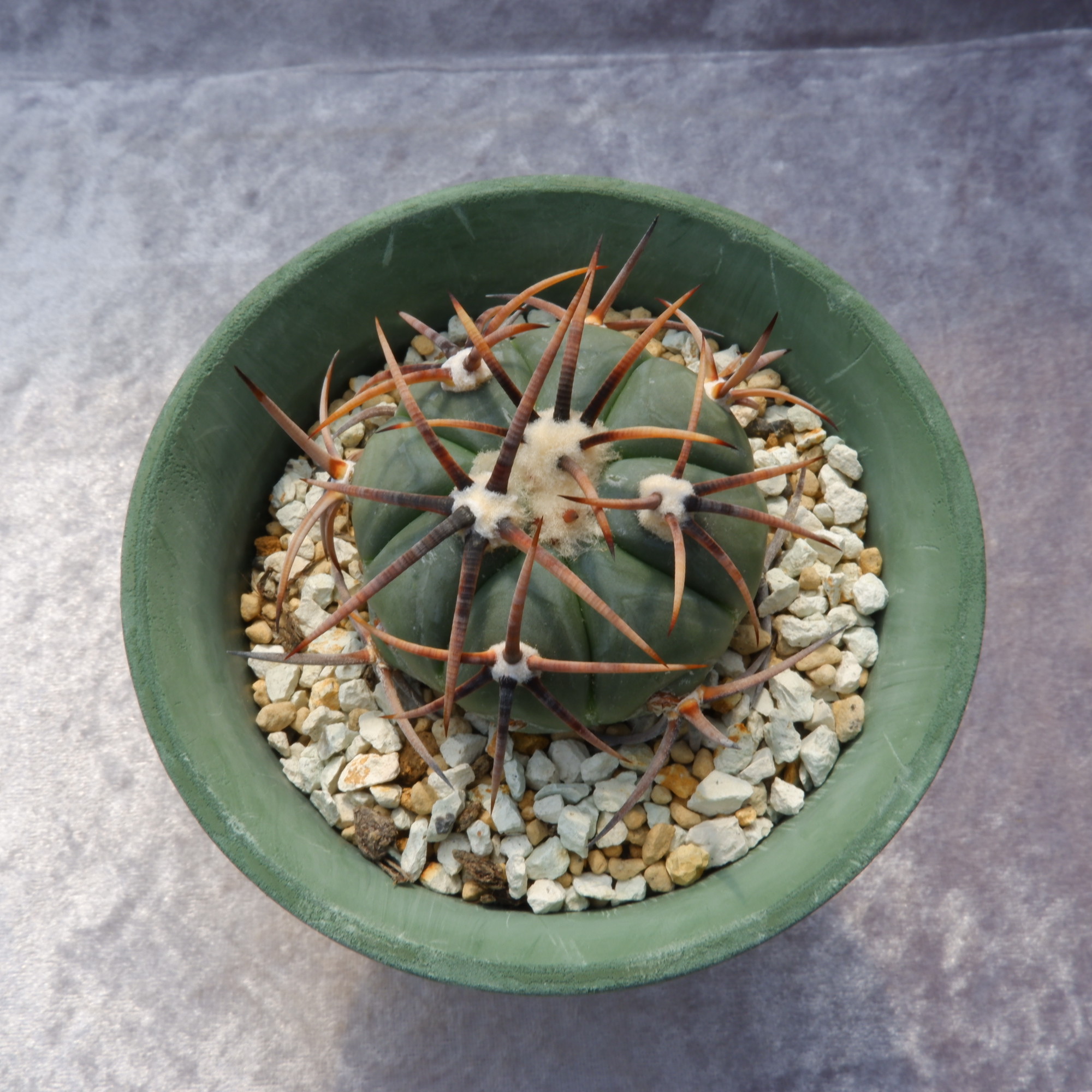 商品詳細 - 信州西沢サボテン園