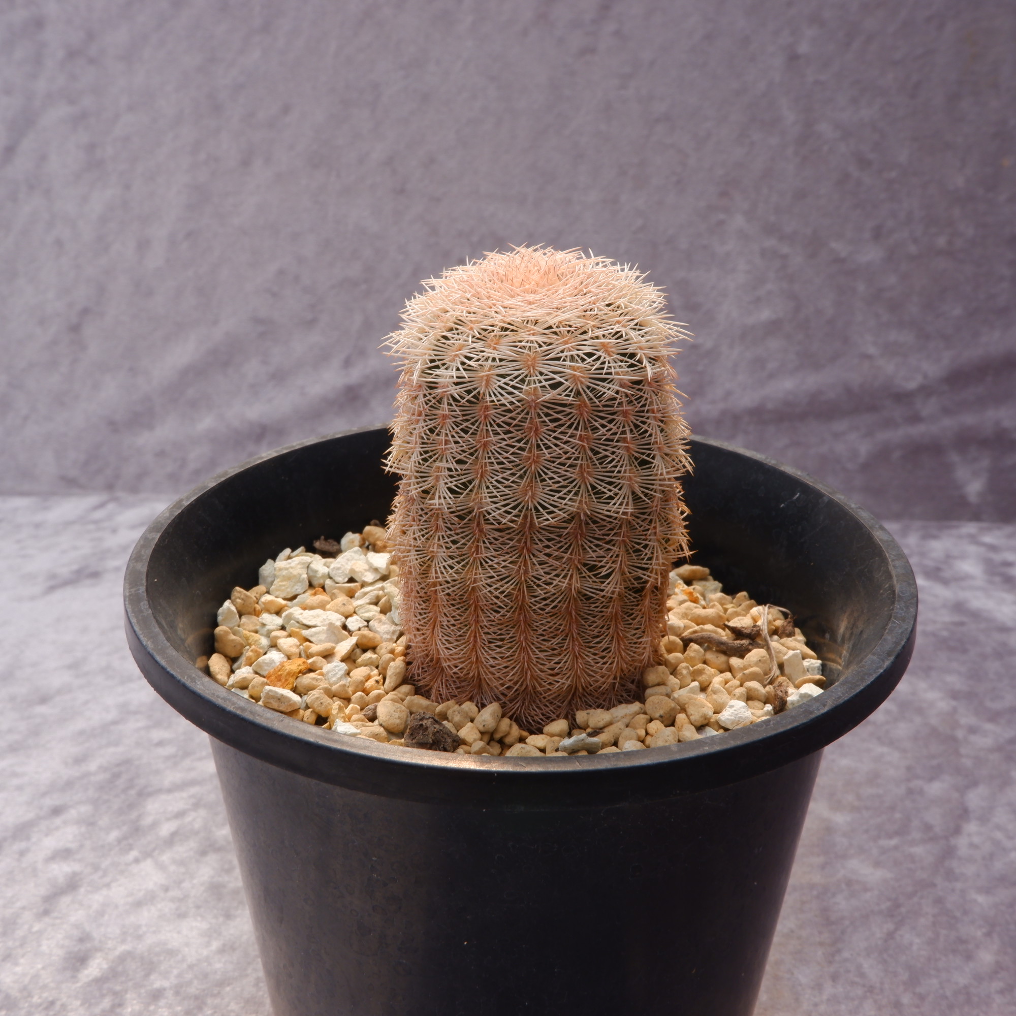 商品詳細 - 信州西沢サボテン園