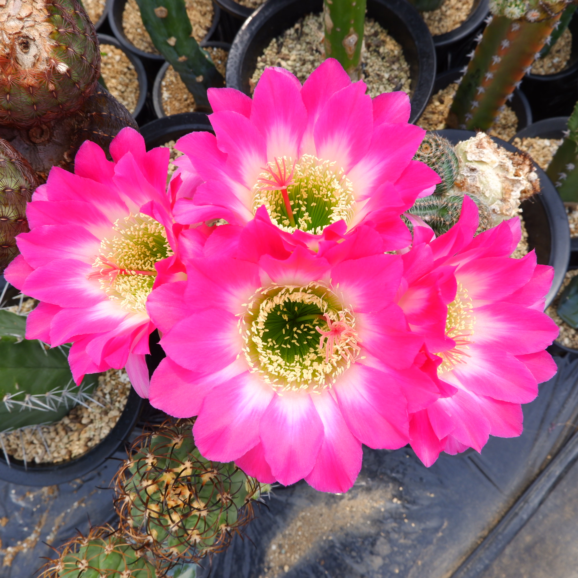 商品詳細 - 信州西沢サボテン園