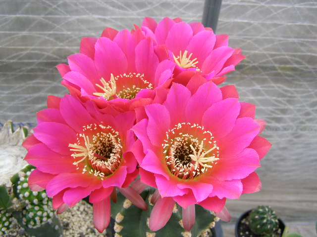 商品詳細 - 信州西沢サボテン園