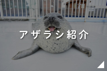 オホーツクとっかりセンター 北海道周辺に生息する主要なアザラシ