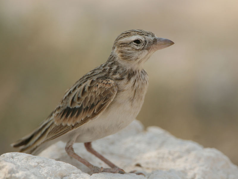 Stark's Lark - Spizocorys starki - Observation.org