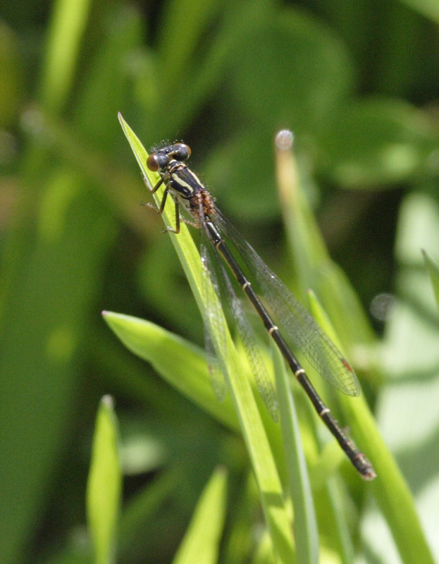 New Zealand Red Damselfly - Xanthocnemis zealandica - Observation.org