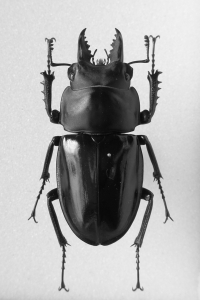 Neolucanus1