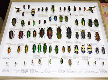 世界のタマムシと秋は標本と筋トレの季節。: 三足のわらじ