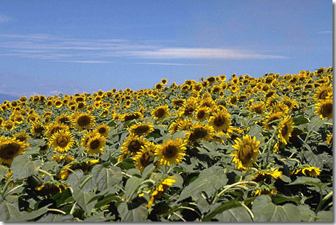 お花の解体図鑑～ひまわり（向日葵） パンフラワー、アートフラワー