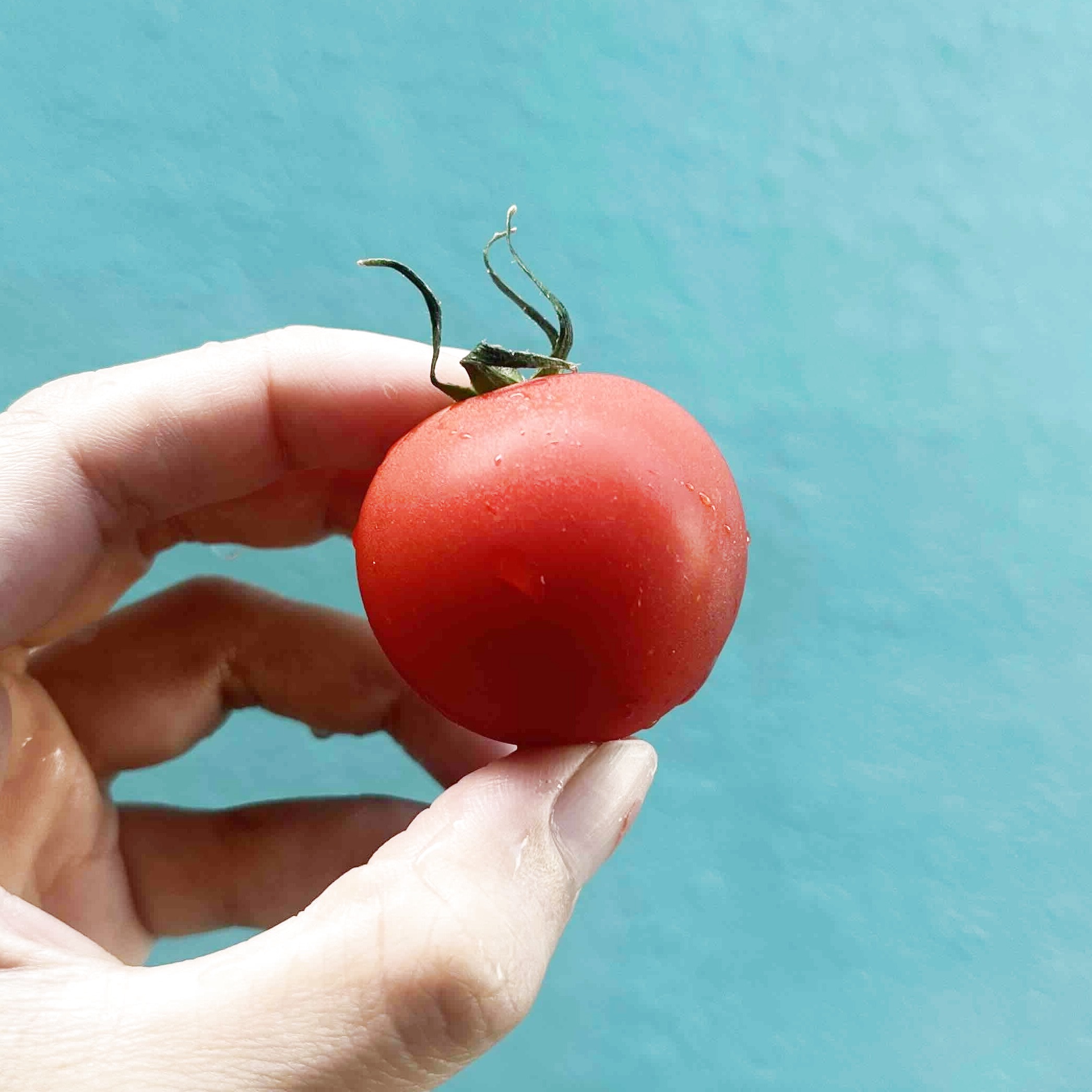 美らsunトマト クボタファーム糸満 フルティカトマト