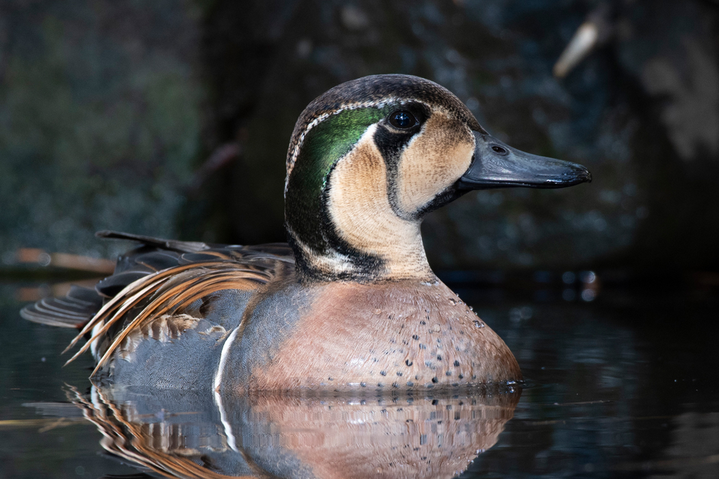 トモエガモの特徴、分布、生態、写真をご紹介します。｜目に見える