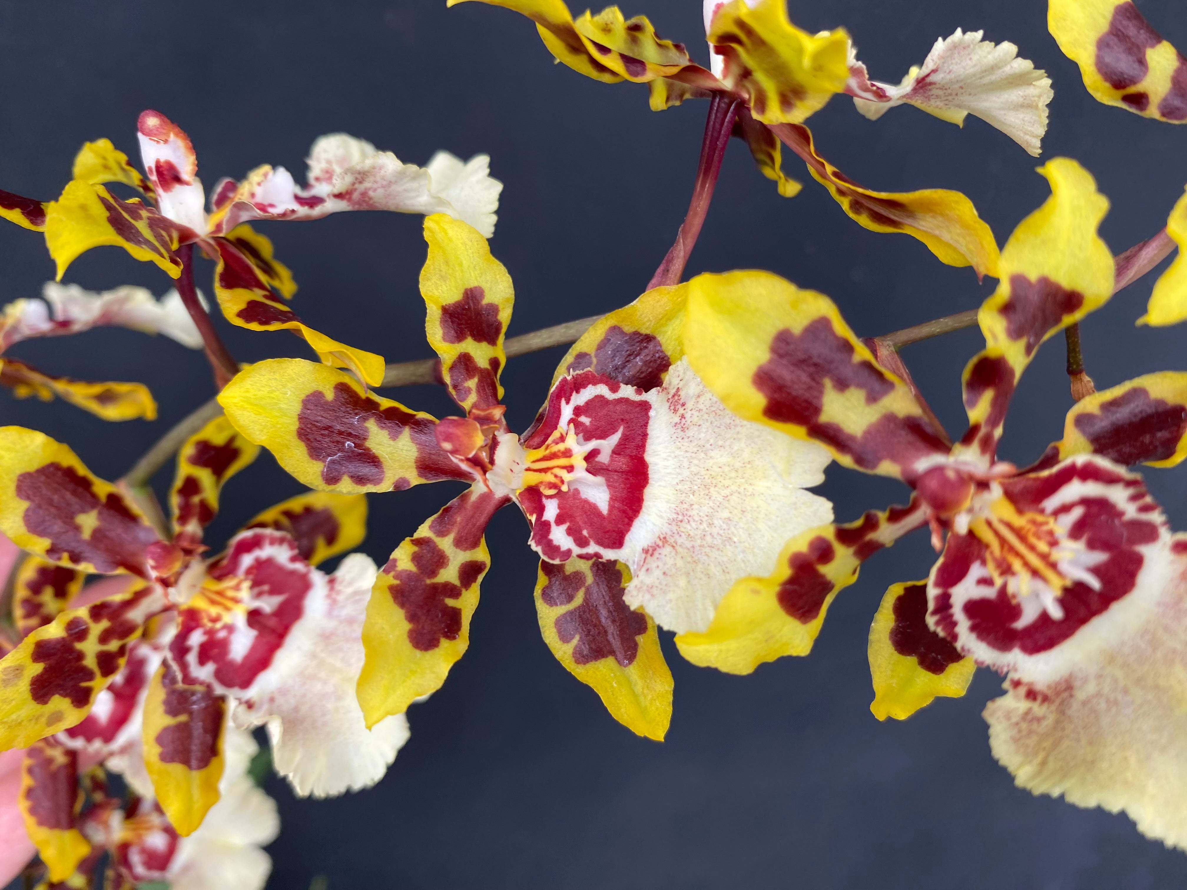 Ons.Wildcat_13.2.jpg?v=