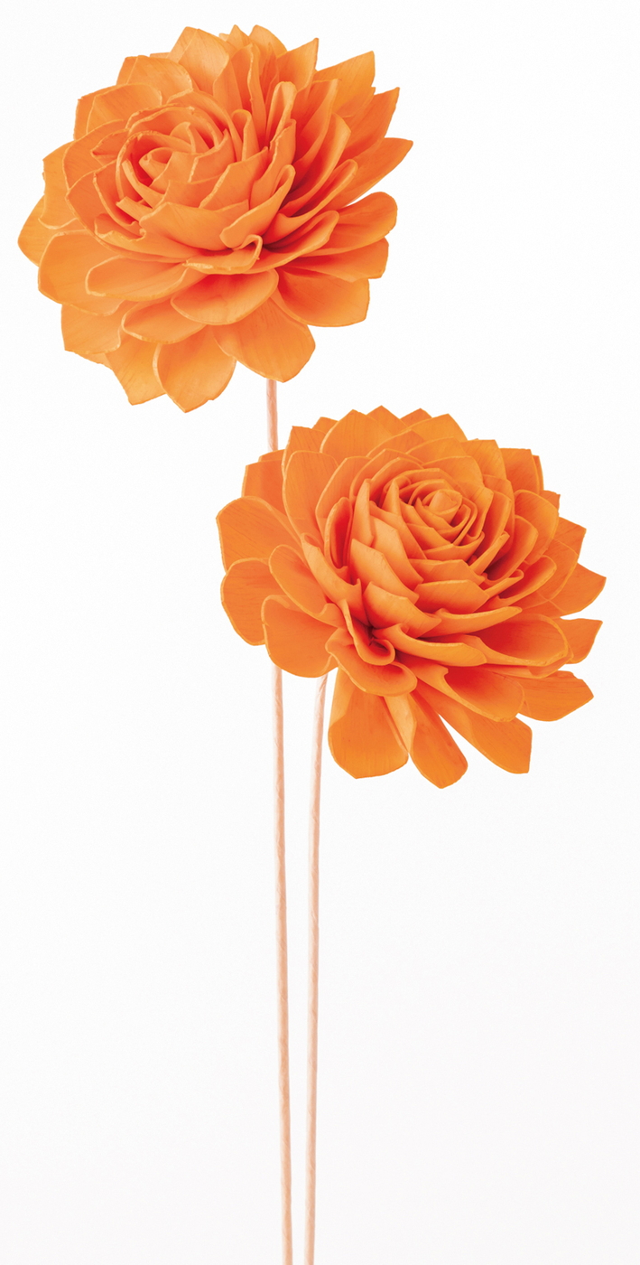 ｿｰﾗｰﾀﾞﾘｱ・ﾀﾞｲﾘﾝｵﾚﾝｼﾞ: ドライフラワー ｜ YDMオンラインストア