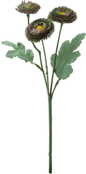 ﾊﾟｾﾘ: クイックオーダーでのみ販売 ｜ YDMオンラインストア ｜ 横浜