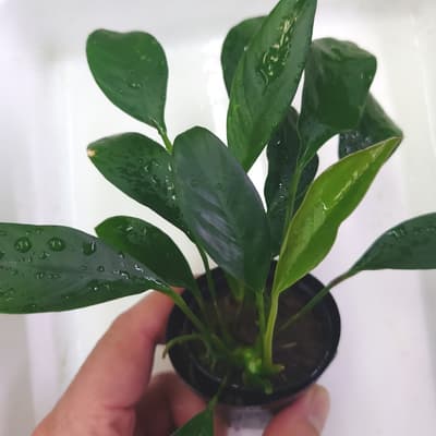 アヌビアス コンゲンシス | Ordinary-Aquarium