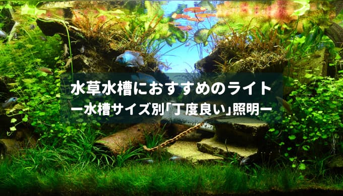 照明無しでも育つ？】低光量に耐える水草6選 | Ordinary-Aquarium