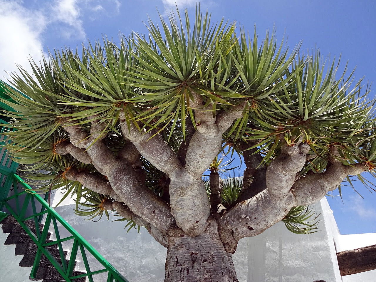 Dragon Tree - Dracaena draco – Pans Garden Nursery