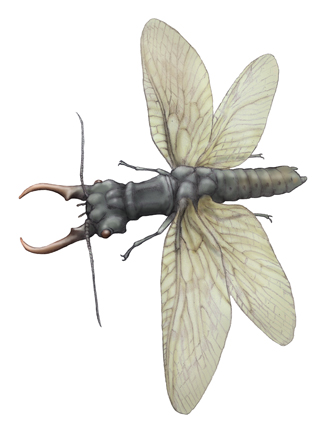 アジアオオキバヘビトンボ・川崎悟司イラスト集