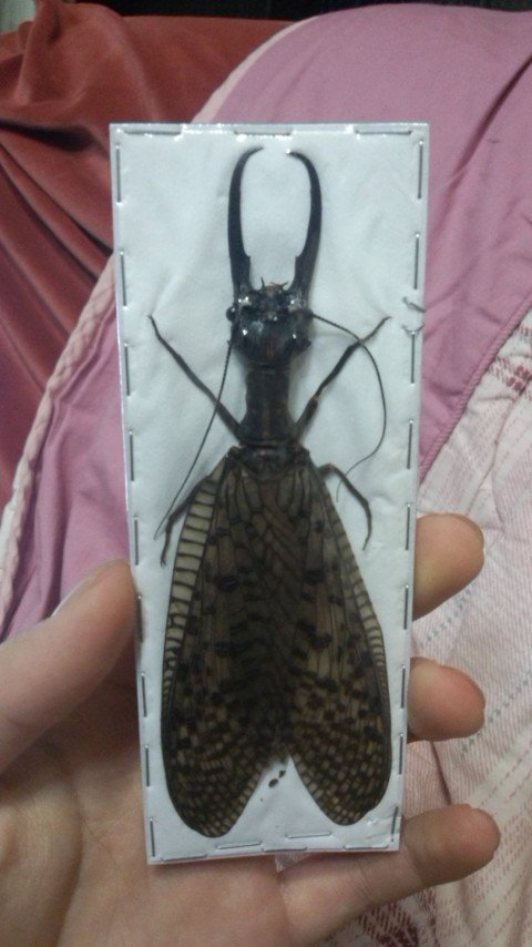 本日のいただきもの①ぽってぃーさん編 インセクトフェアで買ってきて