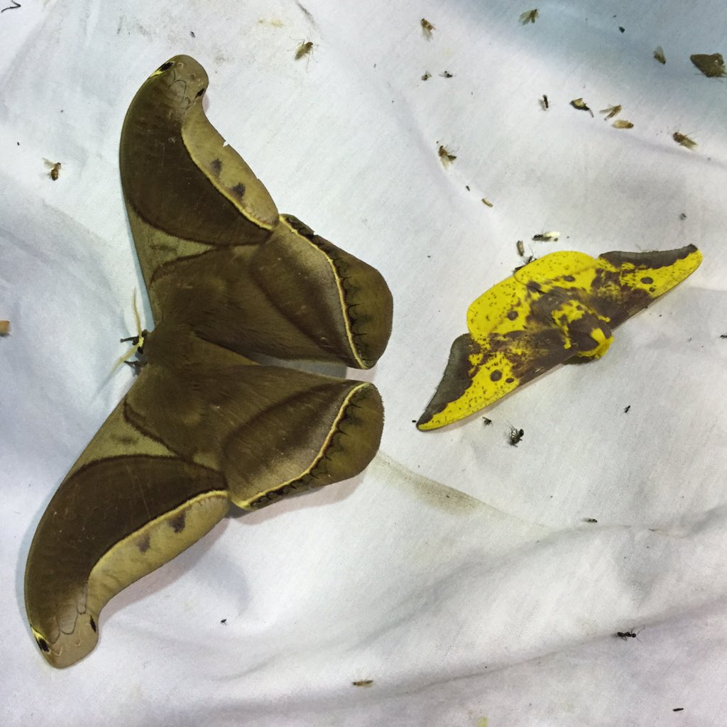 リボンヤママユといい、ヤママユガ科の多様性はとにかく素晴らしかった