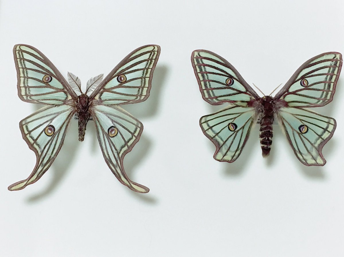 そして予算の大半をつぎ込んでしまったイザベラミズアオ Graellsia