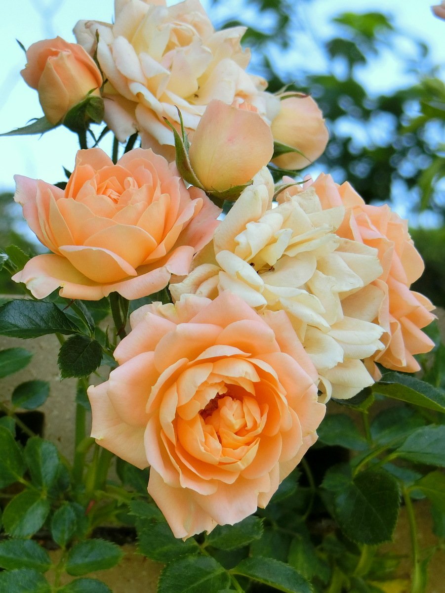 薔薇の名前 (The Name of the Rose・Le Nom de la Rose) サンセット