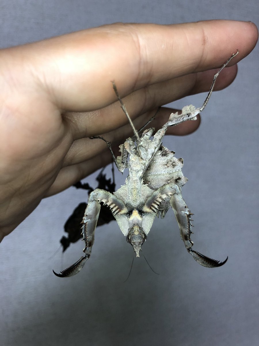 マオウカレハカマキリ。黒魔王と白魔王。この種も、さいきょうの