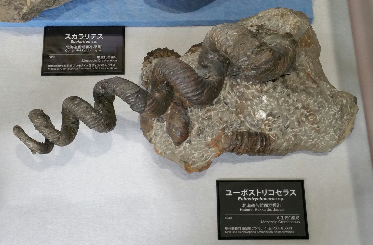 魅惑の化石】 〈異常巻アンモナイト〉 ①ユーボストリコセラス ②