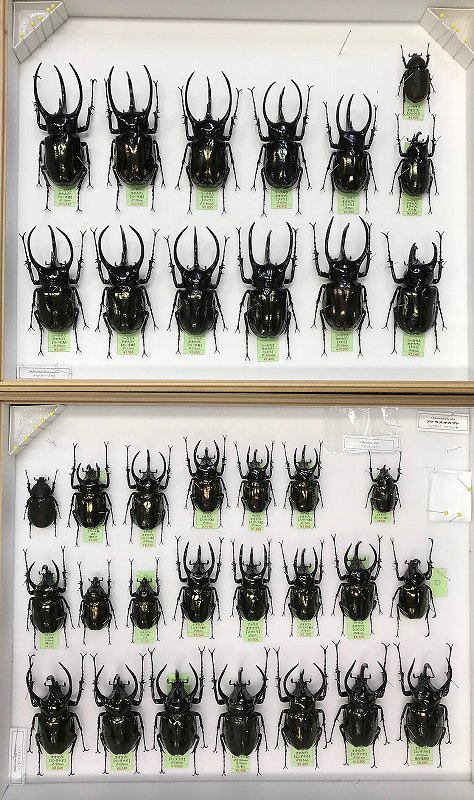 新着標本】 コーカサスオオカブト、アトラスオオカブトたくさんの標本