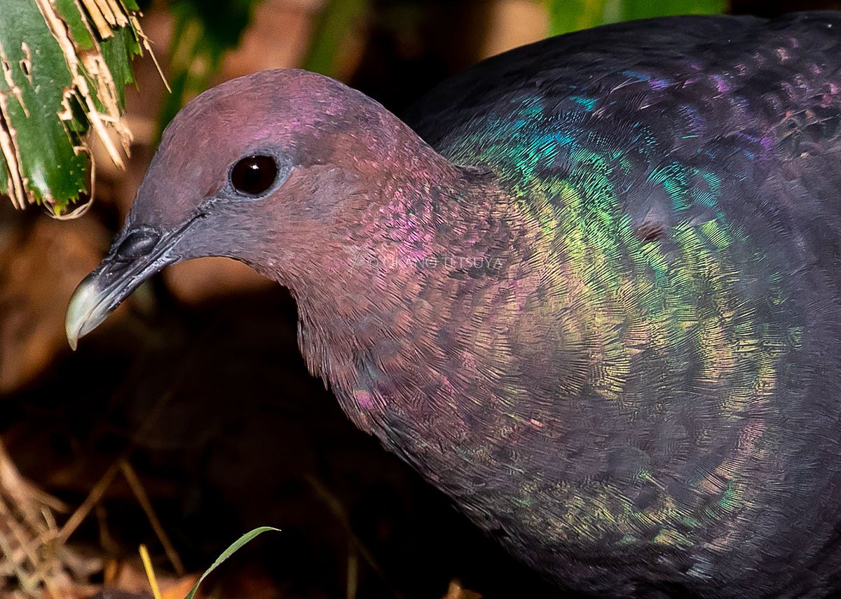 ハトの日ということで小笠原諸島に生息するアカガシラカラスバトです