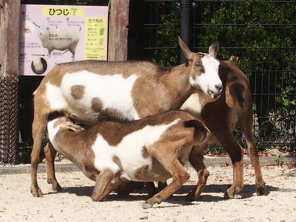 ヤギ の「パクチー」「クレソン」が1歳になりました。 「ミント」から