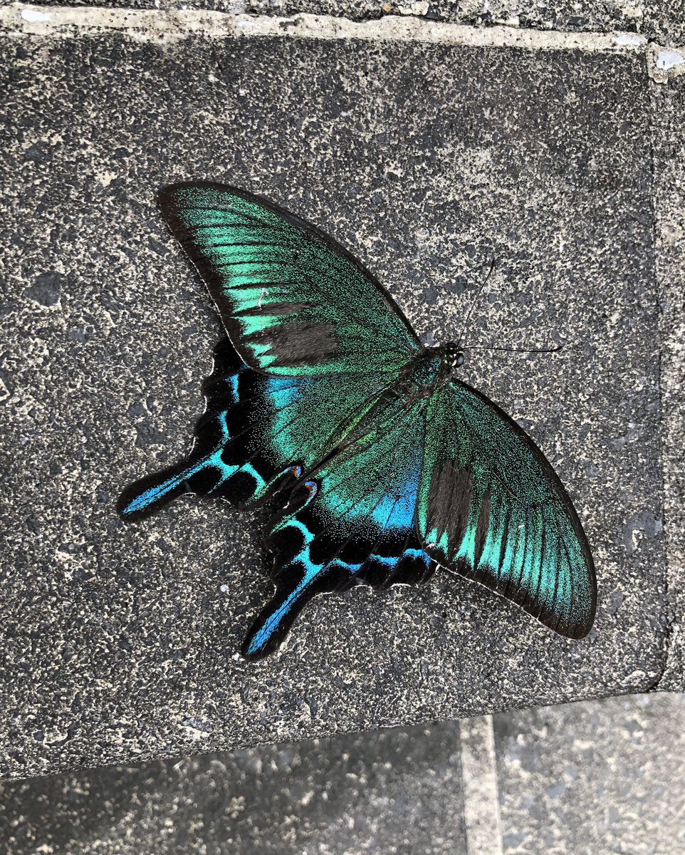 三宅島のハチジョウカラスアゲハ！緑が最高に綺麗