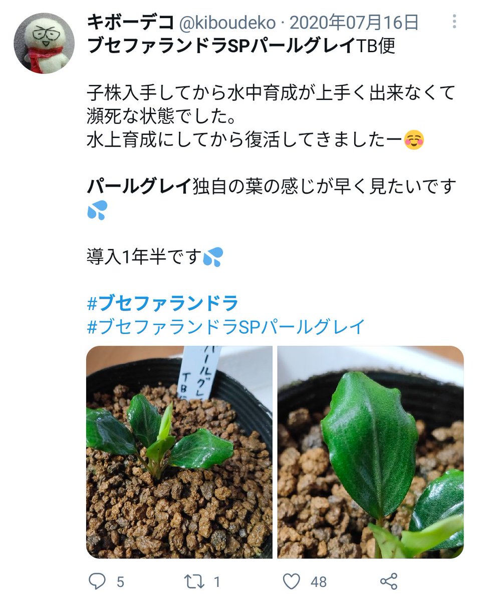 ブセファランドラSPパールグレイTB便 順調に育っていた水上育成パール