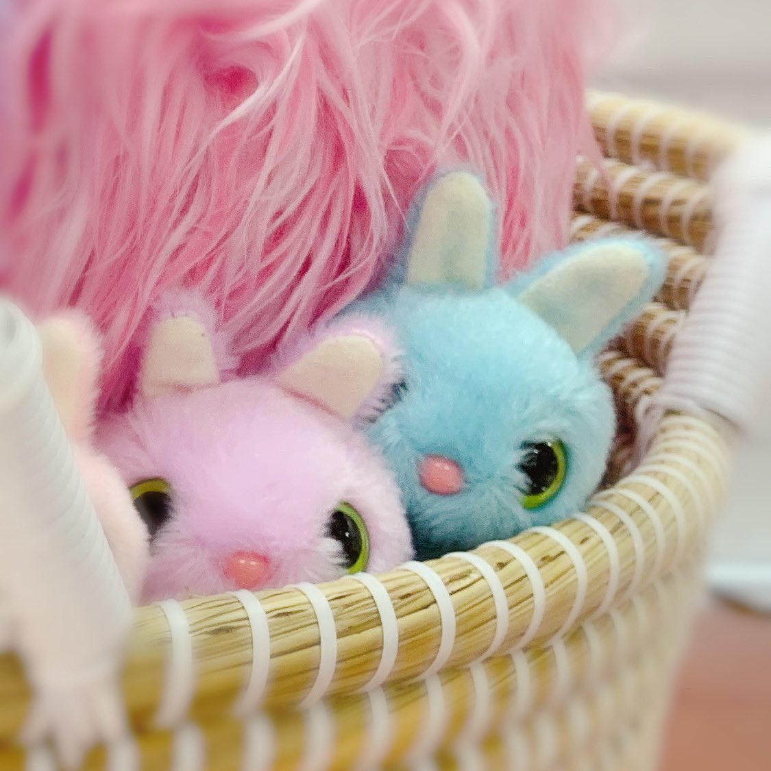 ウサギのベイビーがこっち見てる めんこい〜 #かわいいと思ったらRT