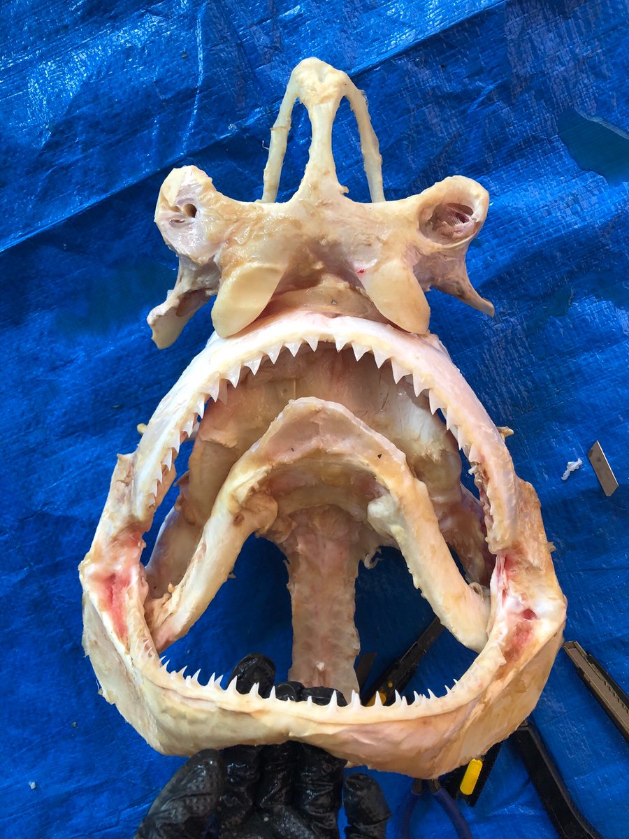 5月 ドタブカ 2、5mの個体の頭骨です 正三角形の非常に綺麗な歯をして