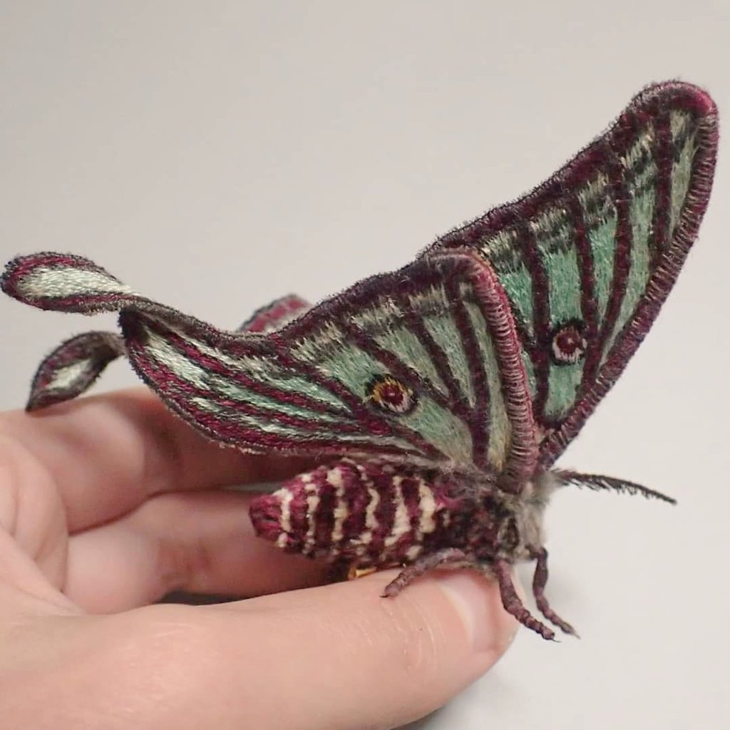 イザベラミズアオ氏出来ました(^^)/ピレネー山脈に主に生息されている