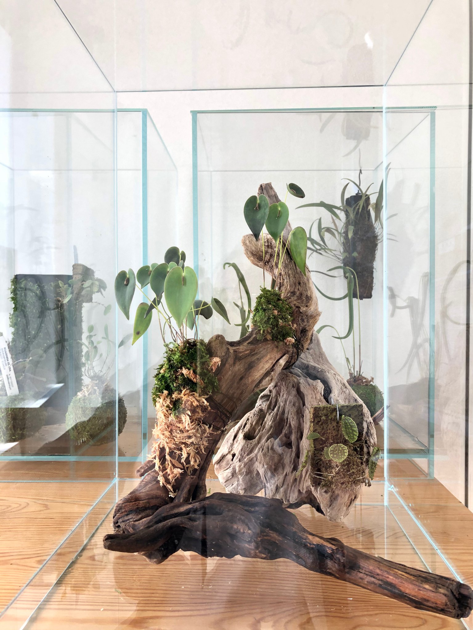 超希少】アクアリウム・DIY向け 超特大塊根ブランチウッド流木 約80cm