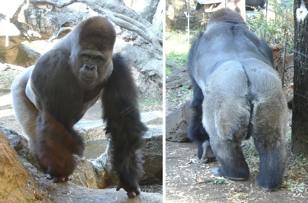 前足に生えたフサフサの黒い毛が、前から見たときのボリューム感を演出