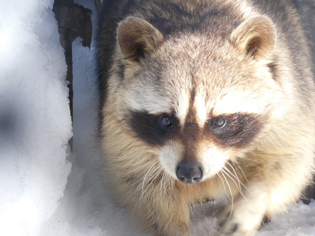 本日のアライグマ🦝 #旭山動物園 #asahiyamazoo #アライグマ #raccoon