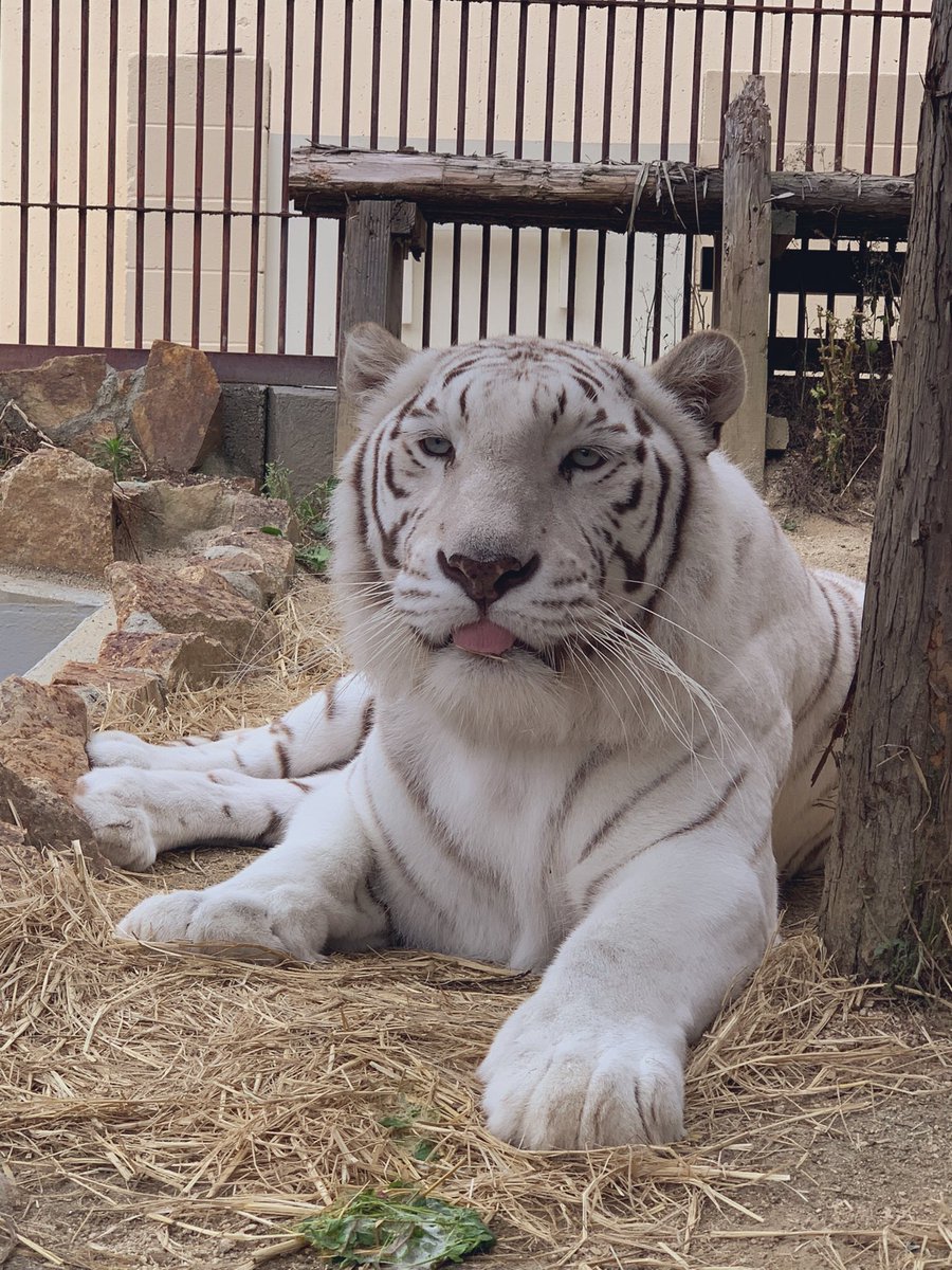 リラ〜ックス🐯 #動物園 #zoo #animal #ホワイトタイガー #tiger #トラ