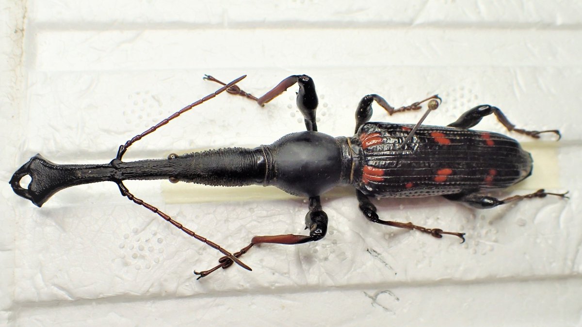 ミツギリゾウムシ科の世界最大種、Eutrachelus temmincki. オウサマと