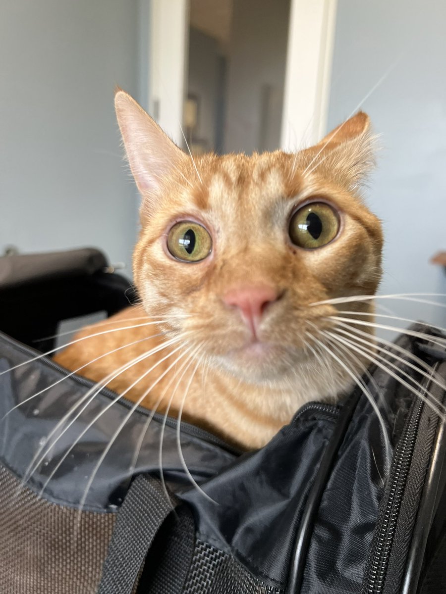 jambo missed you. say hi to him