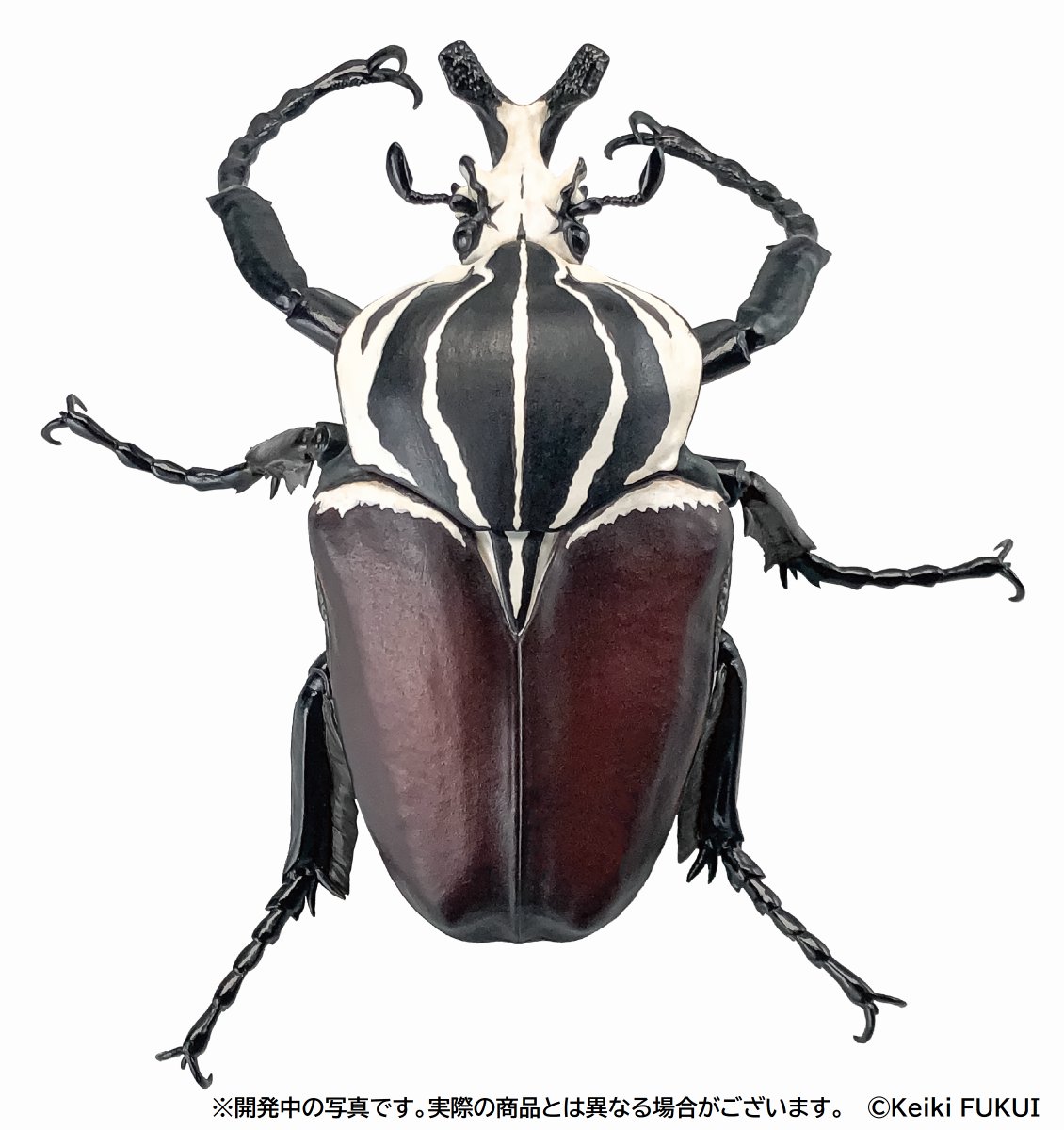 1/1 ゴライアスオオツノハナムグリ 』 12月下旬発売予定 SO-TAさんより